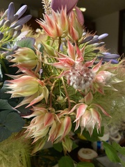 Serruria florida × rosea