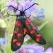 Six-spot Burnet - Photo (c) Luca Boscain, some rights reserved (CC BY-NC), uploaded by Luca Boscain