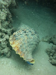 Charonia tritonis