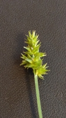 Carex cephaloidea