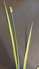 Carex cephaloidea