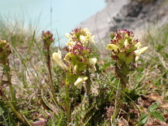 Pedicularis tuberosa