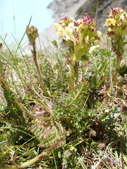 Pedicularis tuberosa