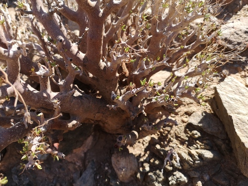 Tylecodon hallii