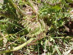 Pedicularis tuberosa