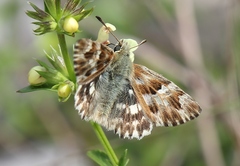 Muschampia lavatherae