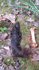 Oiceoptoma thoracicum