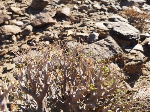 Tylecodon hallii