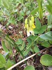 Astragalus umbellatus