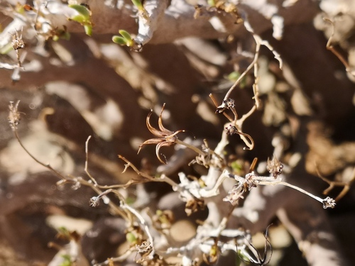 Tylecodon hallii