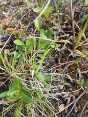 Carex capillaris fuscidula