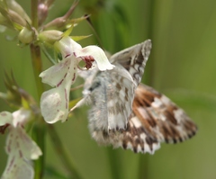 Muschampia lavatherae