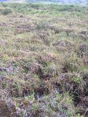 Carex capillaris fuscidula