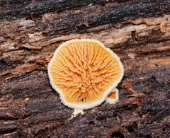 Pseudomerulius