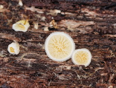 Pseudomerulius