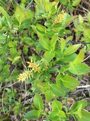 Salix hastata