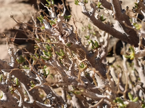 Tylecodon hallii
