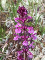 Pedicularis verticillata