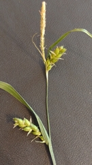 Carex leptonervia