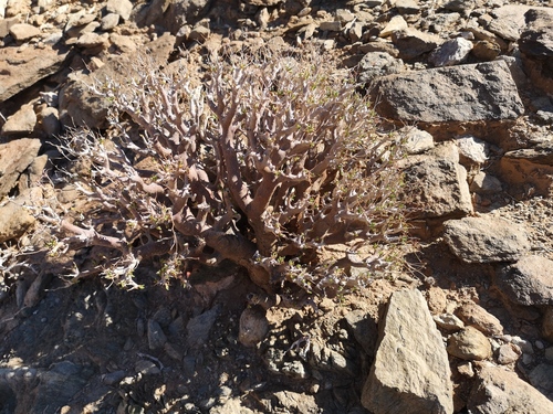 Tylecodon hallii