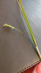 Carex leptonervia