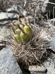 Eriosyce nigrihorrida