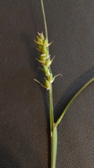 Carex leptonervia