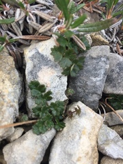 Thalictrum alpinum