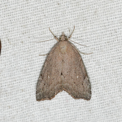 Cutina albopunctella