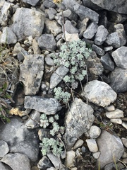 Antennaria densifolia