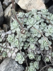 Antennaria densifolia