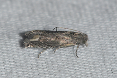 Epiblema minutana