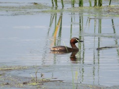 Tachybaptus ruficollis