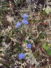 Eritrichium aretioides