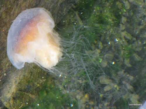 Lion's Mane Jelly, photo 8 of 8