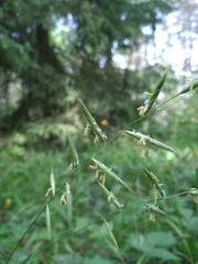 Brachypodium pinnatum