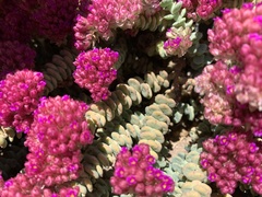 Cistanthe salsoloides