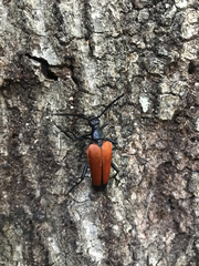 Stenelytrana emarginata