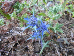 Eryngium dilatatum