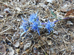 Eryngium dilatatum