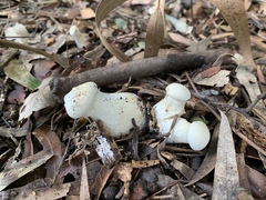 Leucopaxillus cerealis