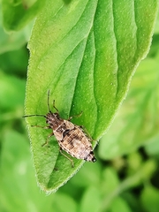 Nithecus jacobaeae