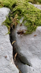 Amaurobius fenestralis