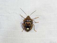 Axiagastus dubius