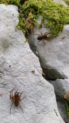 Amaurobius fenestralis