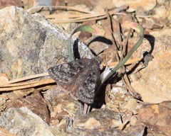 Erynnis persius