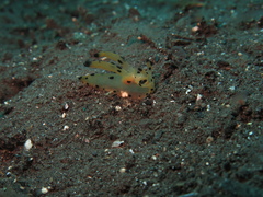 Thecacera
