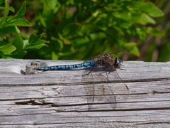 Aeshna caerulea
