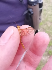 Ephemera glaucops