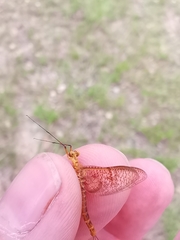 Ephemera glaucops